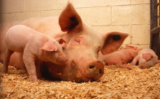 Фонд "Земеделие" отпуска 40 милиона за щастливи кокошки и свине
