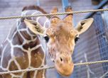 Убийството на жирафчето Мариус провокира дебат в Брюксел