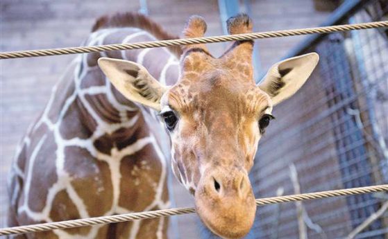 Убийството на жирафчето Мариус провокира дебат в Брюксел
