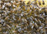 Пчели убиха 60-годишен мъж в карнобатско
