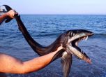 Дънна риба на ужасите изплува край САЩ