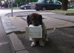 Кучето Рошко агитира: Гласувайте за мен с № 000 в бюлетината (снимки)