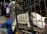 Вълна от протести срещу Фестивал на кучешкото месо в Китай