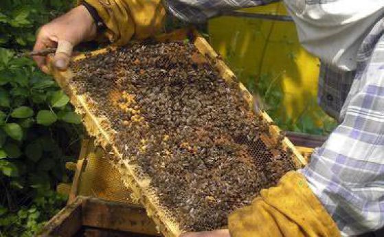 Мария Габриел настоява ЕК да изследва защо умират пчелите ни