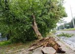 Изкоренено от бурята дърво в Борисовата градина