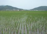 От днес производителите на ориз могат да кандидатстват за помощи