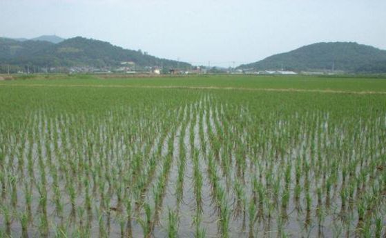 От днес производителите на ориз могат да кандидатстват за помощи