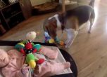 Куче утешава бебе с играчки след като го разплаква (видео)
