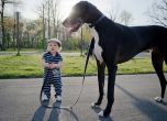 Малките деца и техните големи кучета (снимки)