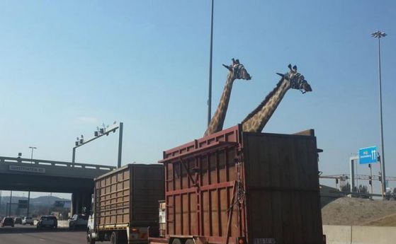 Жираф загина на магистрала, след като си удари главата в мост (снимки) 