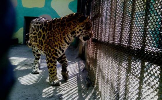 Ловецът, убил ягуара Алонсо: Два дни не съм спал, безкрайно много съжалявам 