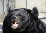 Животните в московския зоопарк жертва на ембаргото за еврохраните
