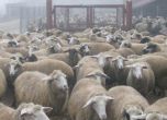 Обезщетяват всички стопани на добитък, жертва на болестта "син език" 