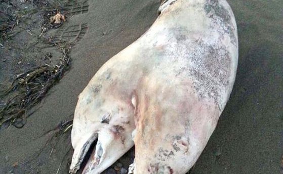 Морето в Измир изхвърли труп на двуглав делфин