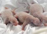 В Китай се родиха тризначета панди (видео) 