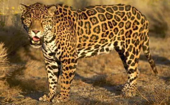 Директорът на ловешкия зоопарк наказан със забележка за убийството на ягуара Алонсо