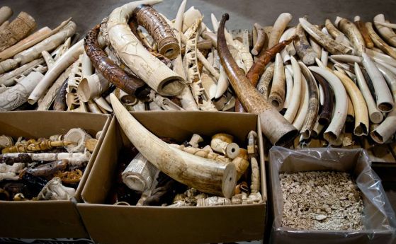 Конфискувани слонски бивни и фигурки от слонова кост в Колорадо.