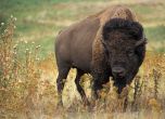 Женски бизон е в тежко състояние в софийския зоопарк