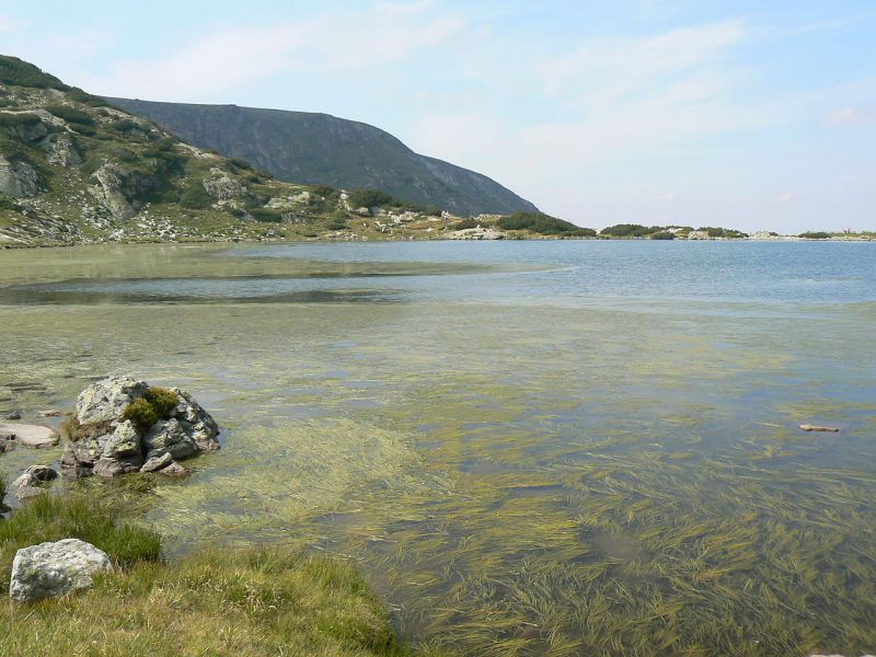 Водорасли в Рибното езеро, Рила.