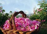 Българското розово масло вече е защитено от ЕС