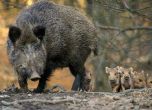 Груповият лов на диви свине е позволен от днес