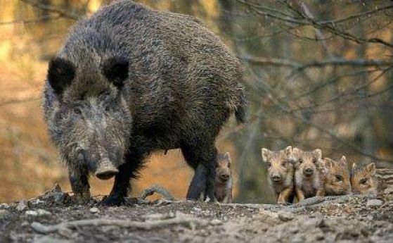 Груповият лов на диви свине е позволен от днес