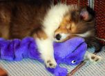 Животни спят с плюшени играчки (галерия)