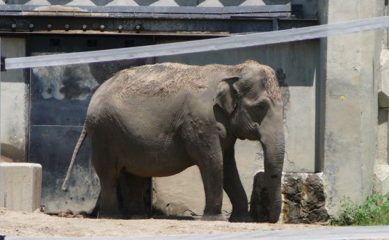 Не отрова, а вирус е погубил животните в Софийския зоопарк