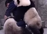 Пандите безмилостно нападат служителя в зоопарка.
