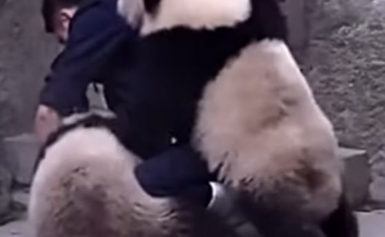 Пандите безмилостно нападат служителя в зоопарка.