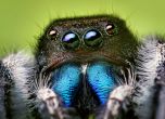 Учени: Скачащите паяци са хидравлични