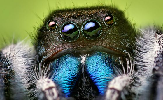 Северноамерикански мъжки скачащ паяк, известен като дързък скачащ паяк.