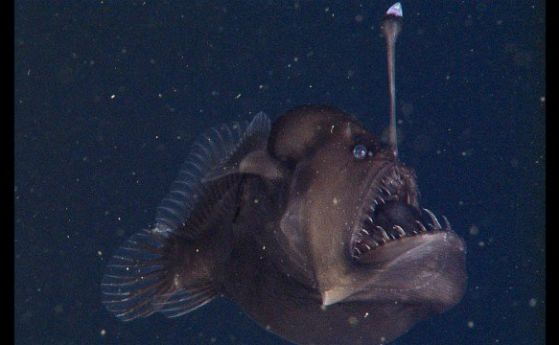 Първи кадри на най-ужасяващата риба в света (видео)