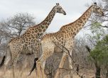 Жирафите изчезват