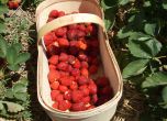 Агенцията по заетостта набира 350 берачки на ягоди за Испания