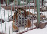 Приспаха избягалия тигър от Столичния зоопарк