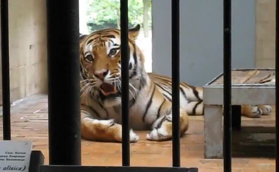 Тигърът Мърдок излязъл от клетката си сред 20 посетители на зоопарка