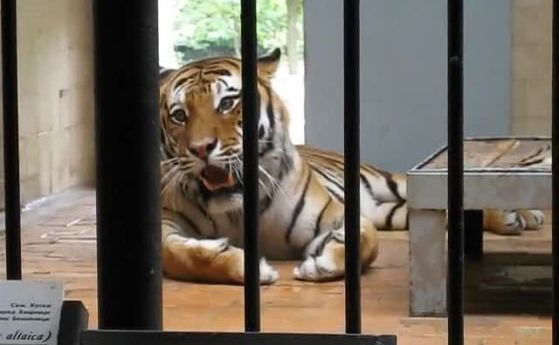 Избягалият тигър върнат в клетката си в зоопарка жив и здрав
