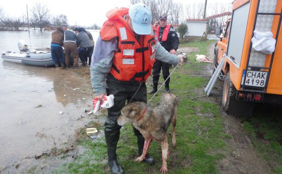 Доброволци спасяват домашни животни от наводненото село Крушаре