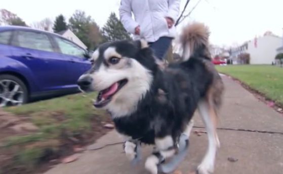 Куче-инвалид проходи отново с 3D принтирани протези (видео) 