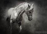 Фотографът Димитър Христов: Конят е единственото живо митично създание (галерия)