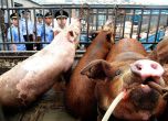 Китайците заплашват света със "свински апокалипсис"