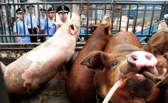 Китайците заплашват света със "свински апокалипсис"