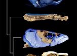 Древнo изкопаемo може да пренапише еволюционното дърво на рибите 