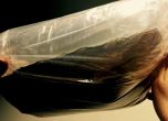 Митничари задържаха 2 млн. змиорки бебета от застрашен вид (снимки)