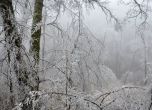 1/3 от гората на Белоградчик унищожена след бедствието през декември