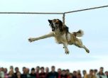 Подписка срещу тричането на кучета в Бургаско