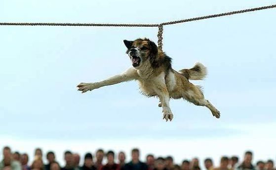 Подписка срещу тричането на кучета в Бургаско
