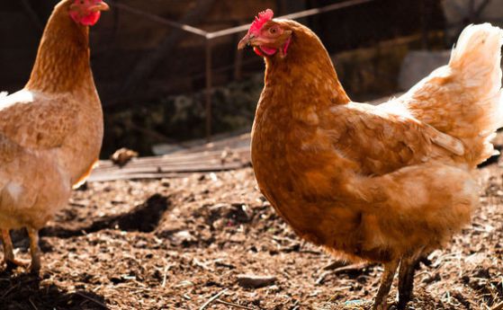Съмнения за птичи грип при домашни кокошки в бургаско село