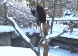 Червени панди лудуват в снега в Охайо (видео)